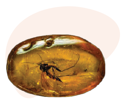 Amber Gemstone